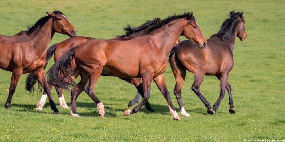 Army Horse Names Inspired by Emotions