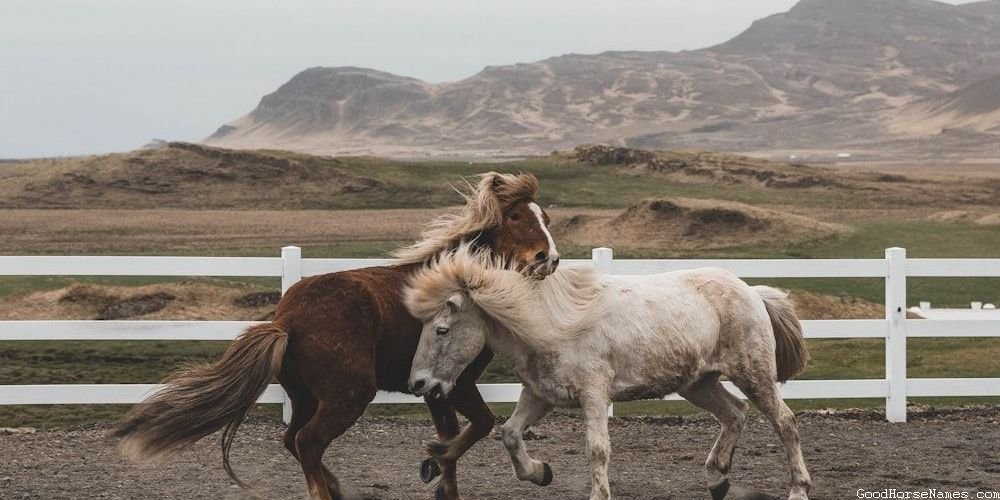 Autumn Horse Cute Names