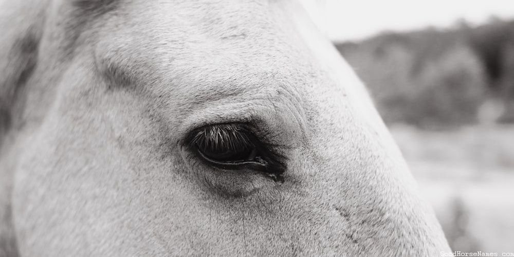 Awesome Black Horse Names That Are Puns