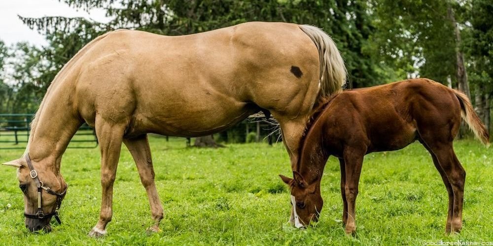 Awesome Black Horse Royal Names