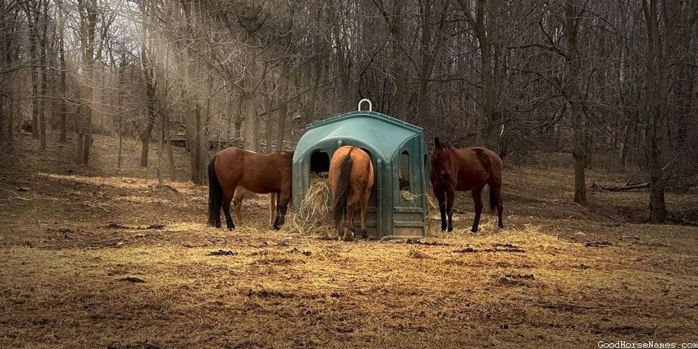 Awesome Funny Horse Names