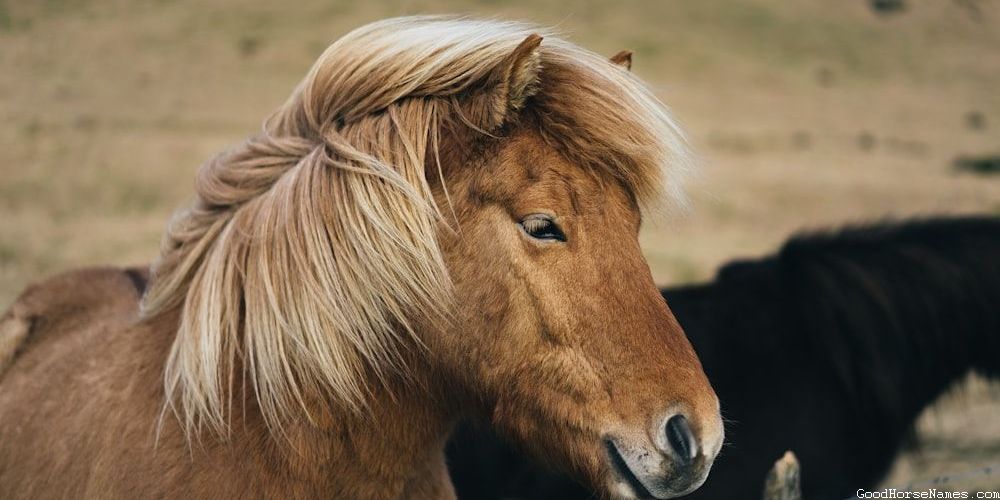 Awesome Horse Names Inspired by Nature