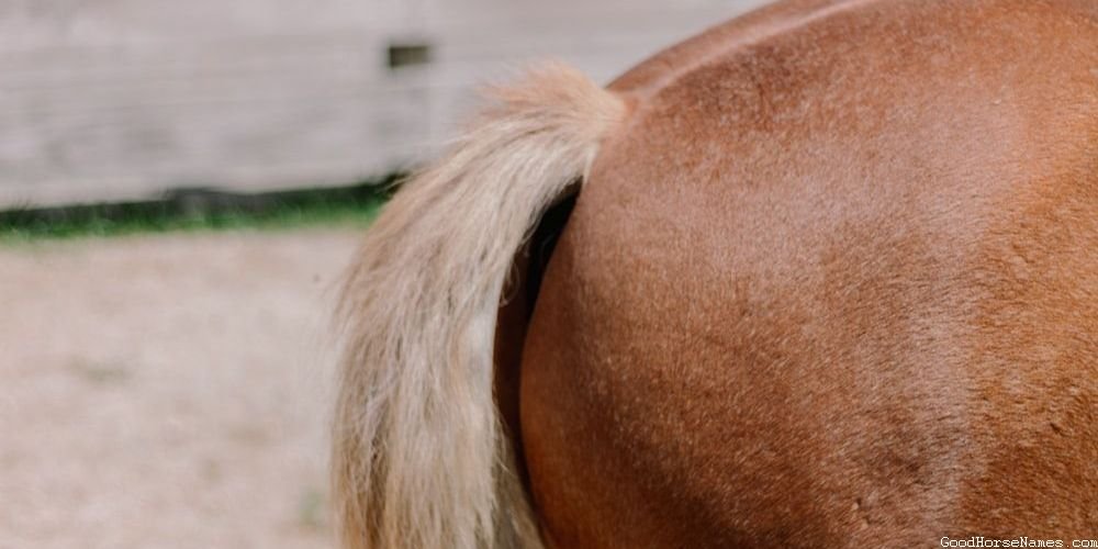 Azteca Horse Emotional Names
