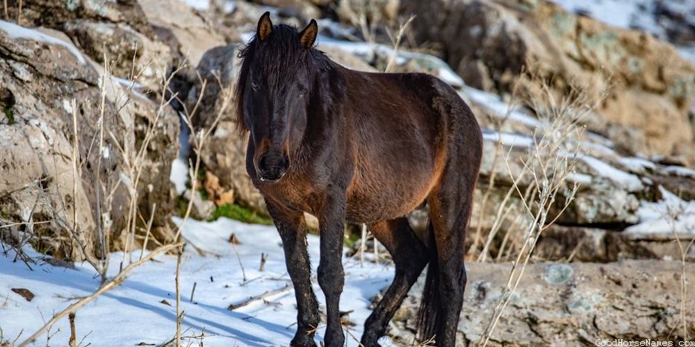 Azteca Horse Funny Names