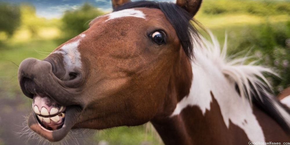 Azteca Horse Names Inspired by Colors
