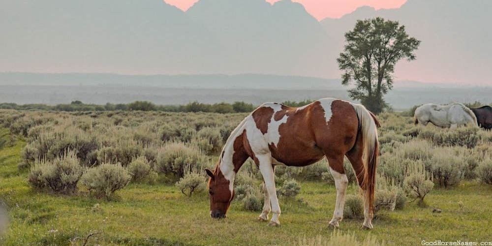 Baby Boy Horse Elegant Names