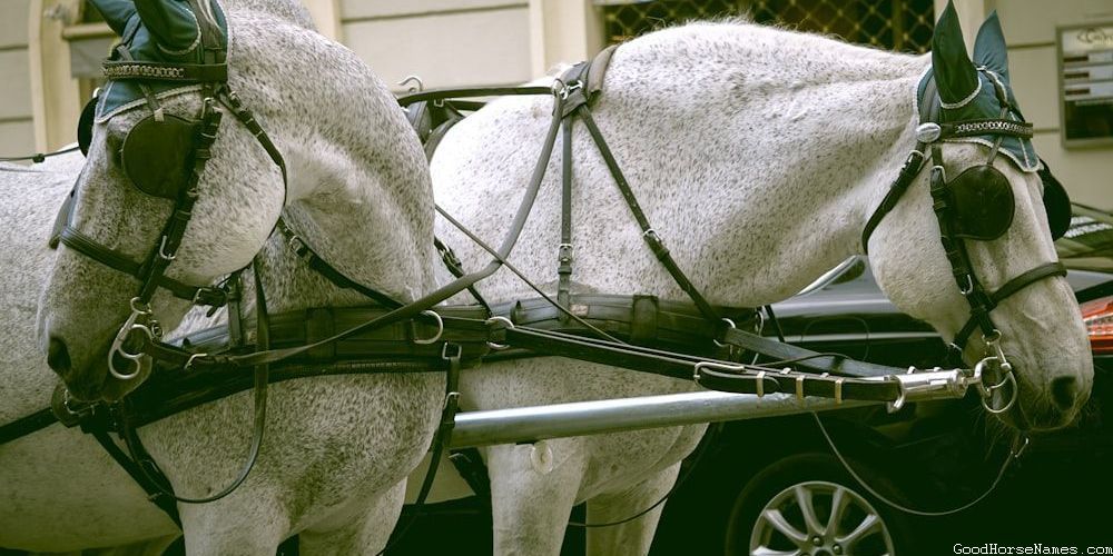 Baby Boy Horse Names Inspired by Sports Teams