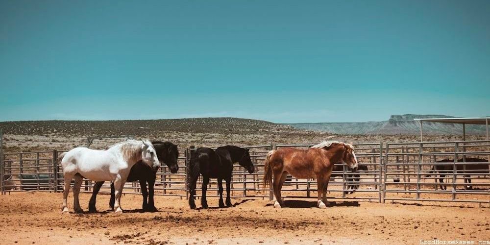 Baby Boy Horse Popular Names