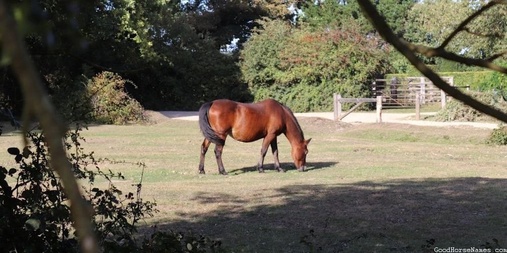 Baby Boy Horse Powerful Names