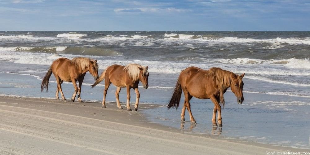 Baby Girl Horse Cute Names