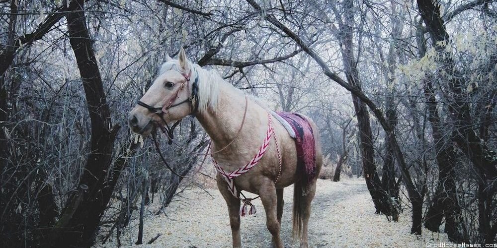 Baby Girl Horse Names Inspired by Human Names