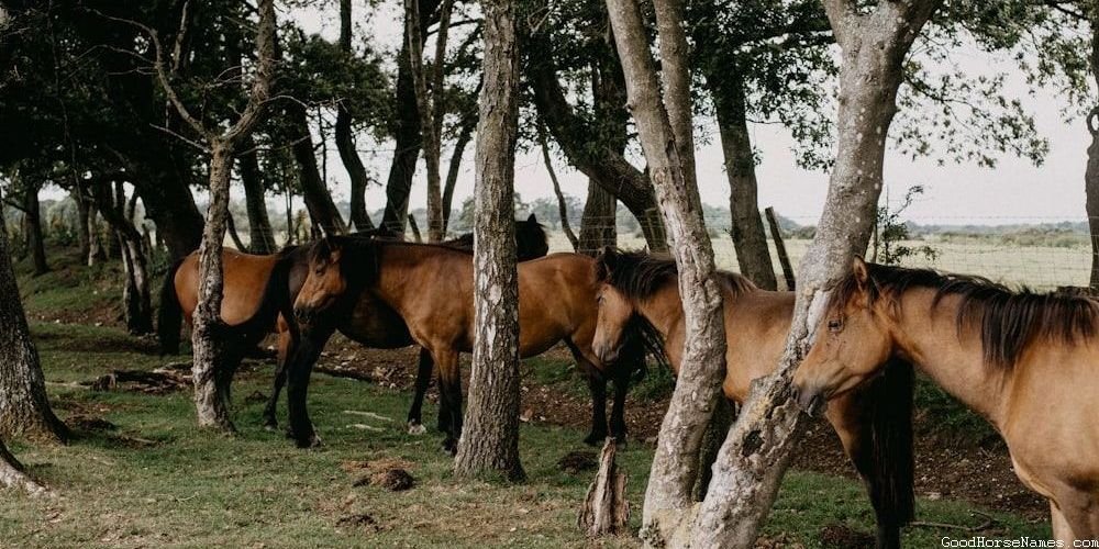 Baby Girl Horse Royal Names