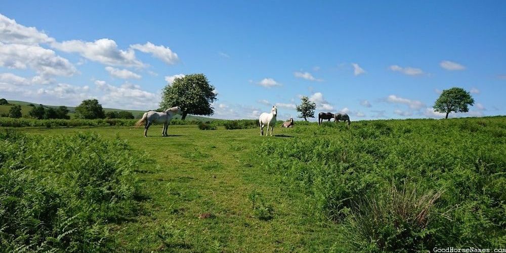 Baby Horse Funny Names