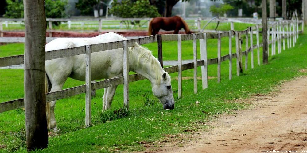 Baby Horse Names Inspired by Human Names