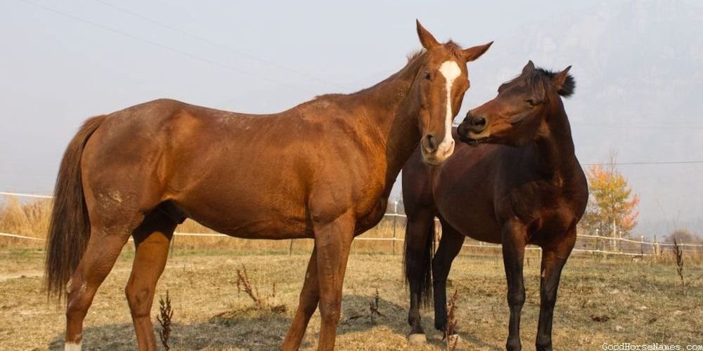 Badass Black Horse Ancient Names