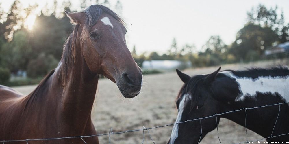 Badass Black Horse Human Inspired Names