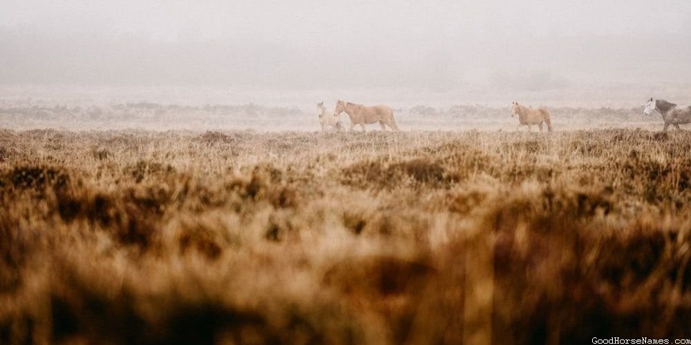 Badass Mustang Horse Funny Names