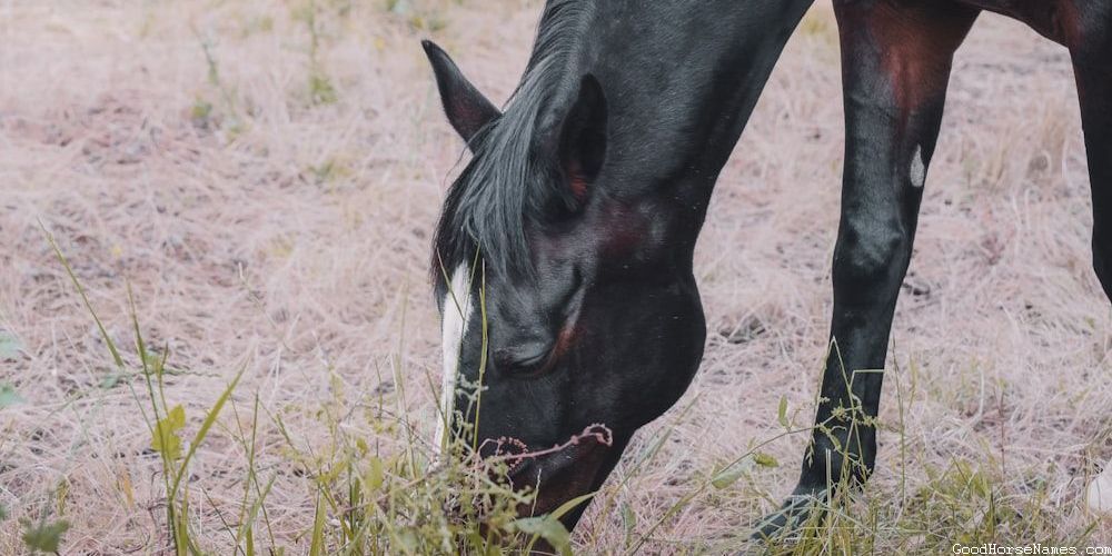 Badass Mustang Horse Popular Names