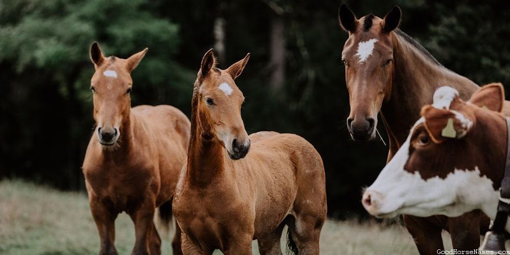 Badass Mustang Horse Royal Names