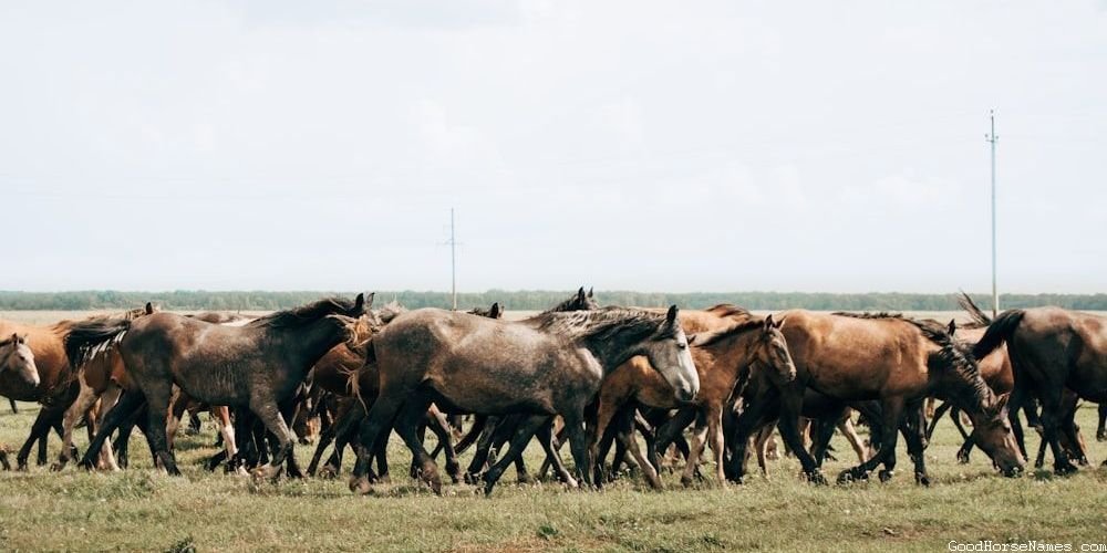 Badass War Horse Fierce Names
