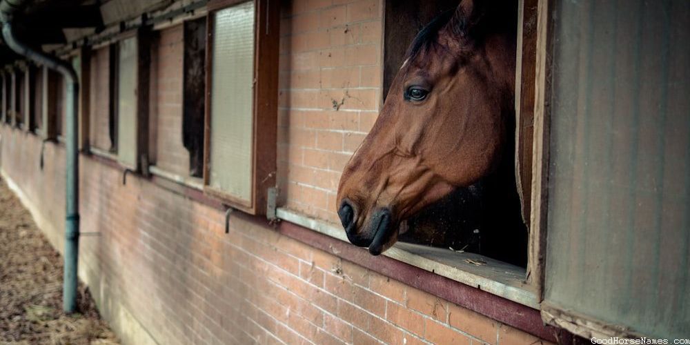 Badass War Horse Names Inspired by Locations