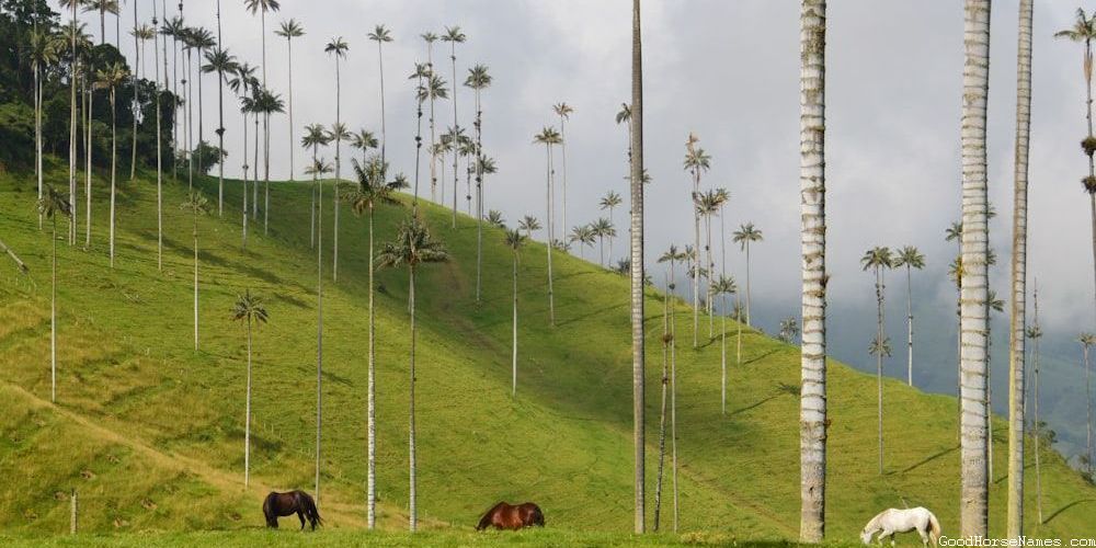 Badass War Horse Names Inspired by Nature