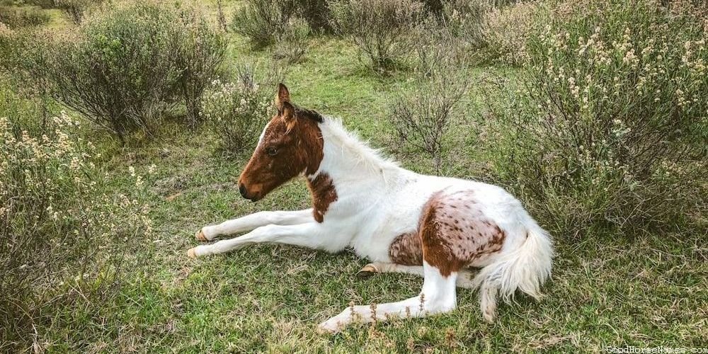 Badass War Horse Popular Names