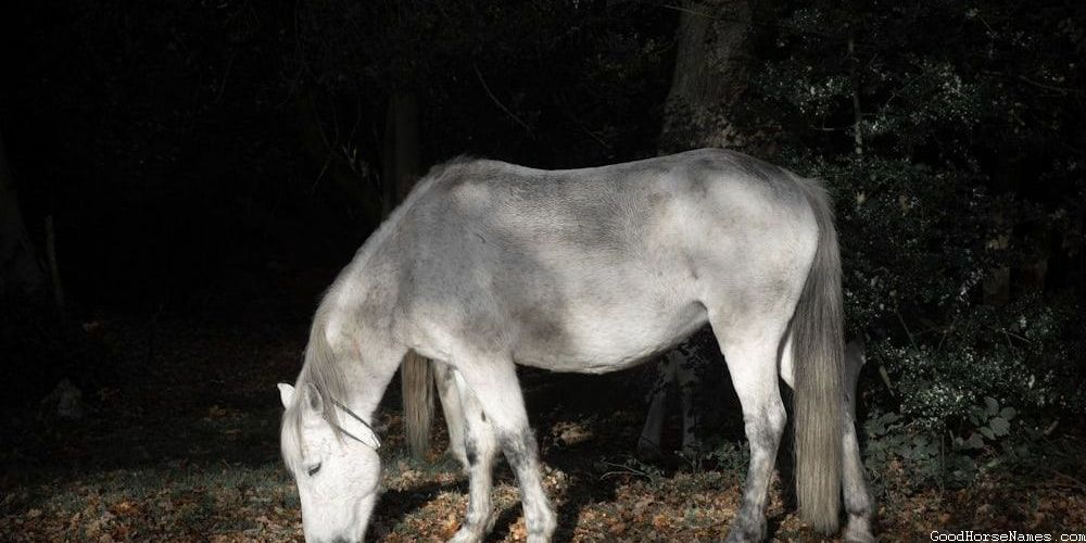 Badass Western Horse Medieval Names