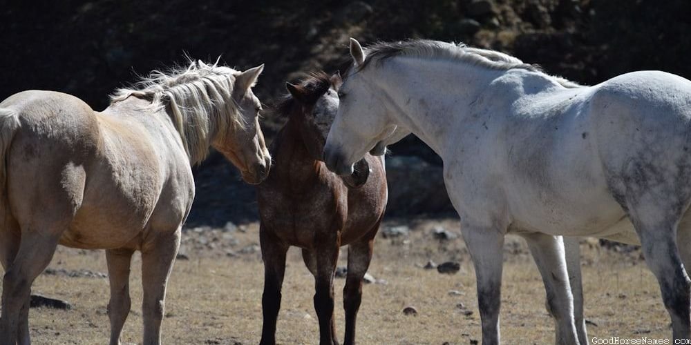 Bald Face Horse Ancient Names