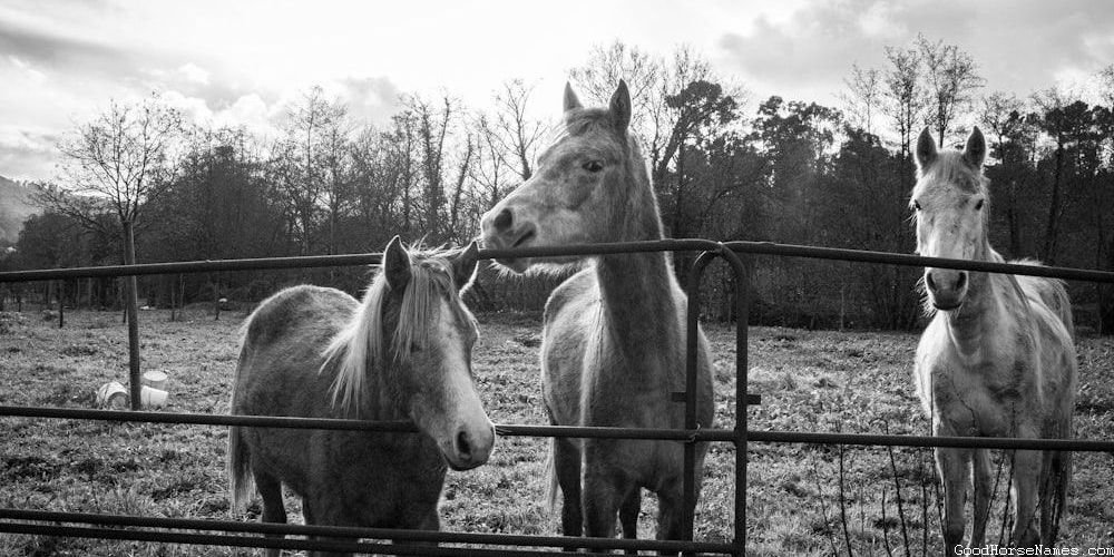 Bald Face Horse Cute Names