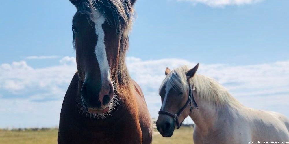 Bay Gelding Horse Mythical Names