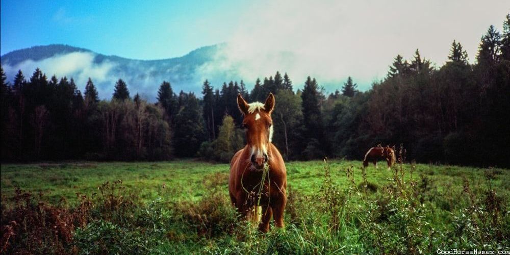 Bay Gelding Horse Names Inspired by Historical Figures