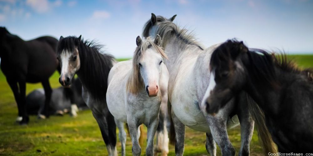 Bay Horse Names Inspired Pop Culture