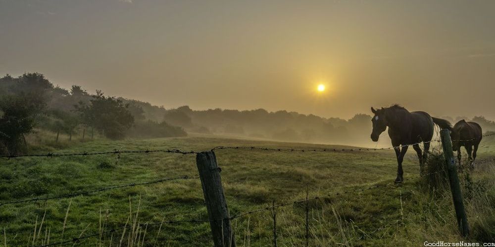 Bay Paint Horse Cute Names