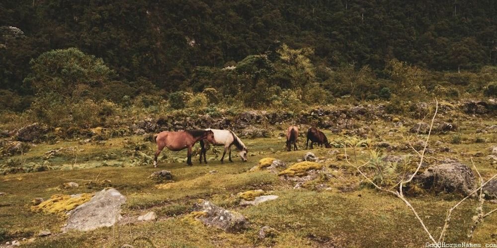 Bay Paint Horse Sports Teams Inspired Names