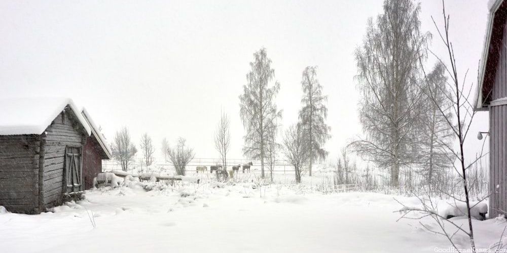 Bay Race Horse Names