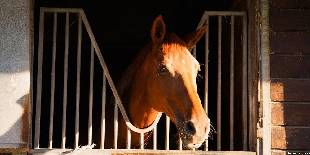 Beautiful Black Horse Funny Names