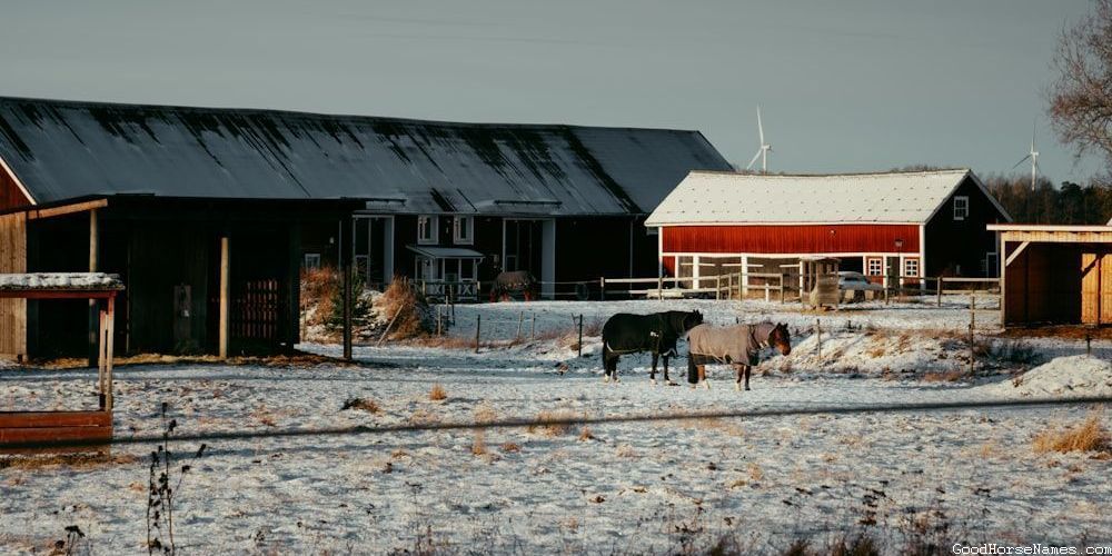 Beautiful Black Horse Powerful Names