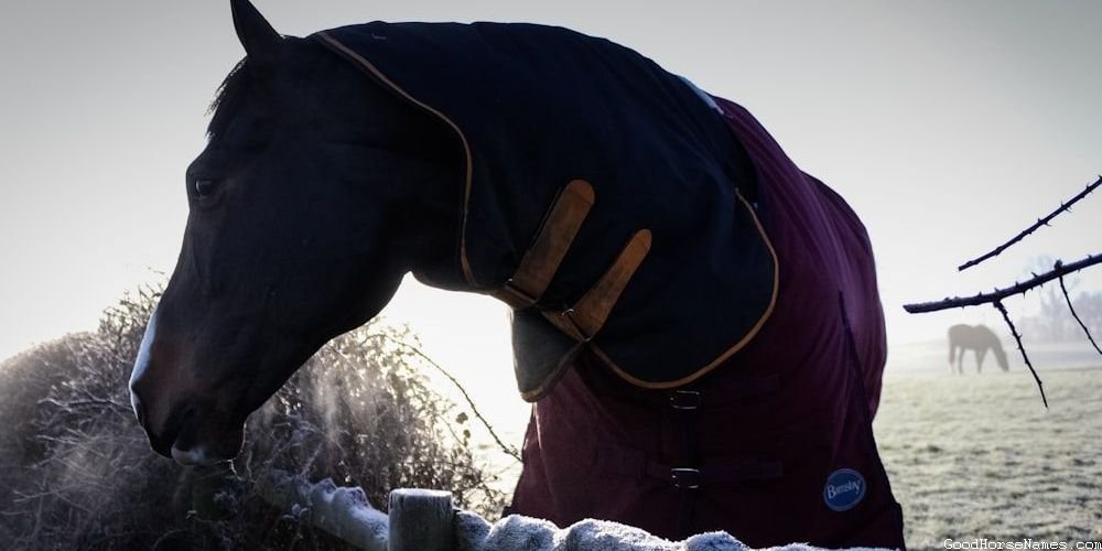 Beautiful Female Horse Elegant Names