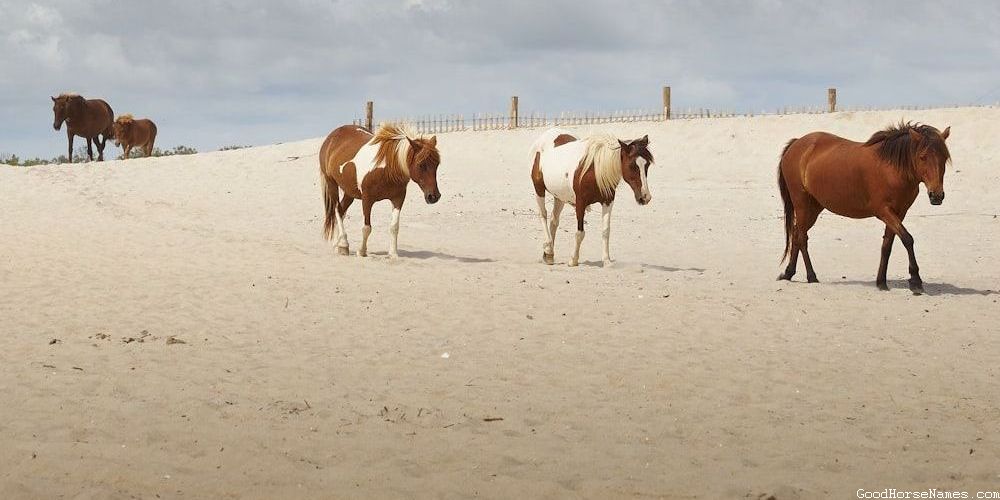 Beautiful Female Horse Punny Names