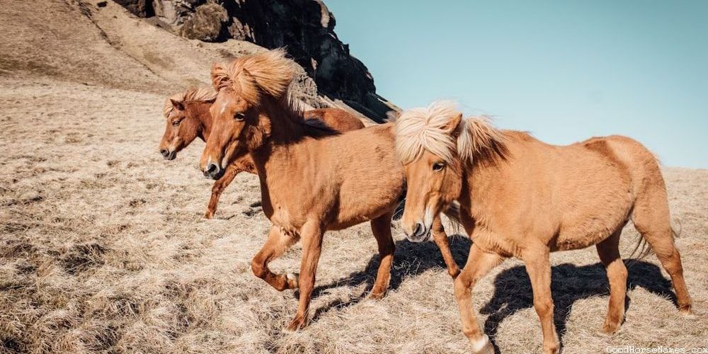 Beautiful Horse Popular Names