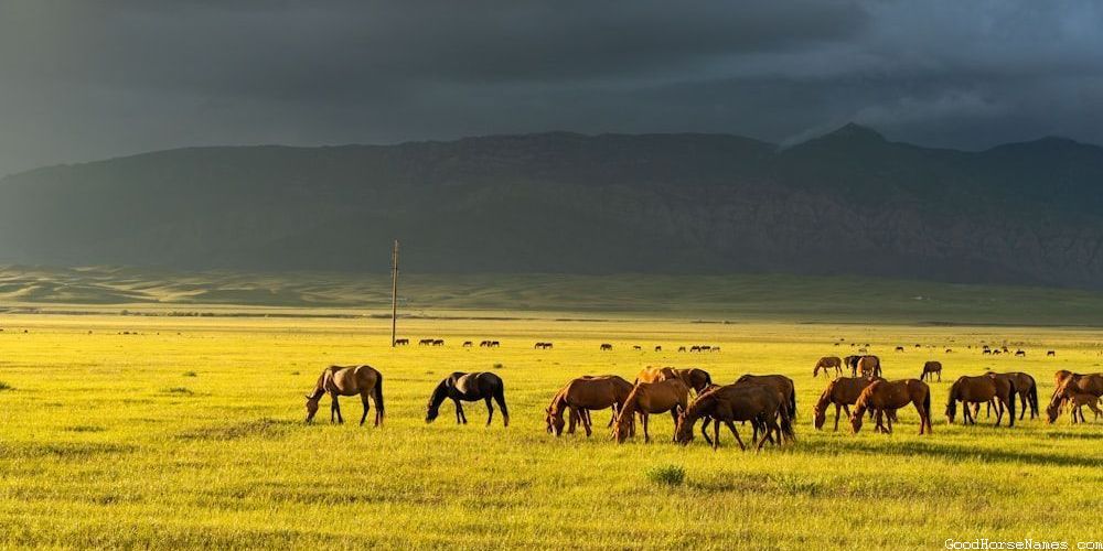 Belgian Horse Names Inspired by Horse Breed