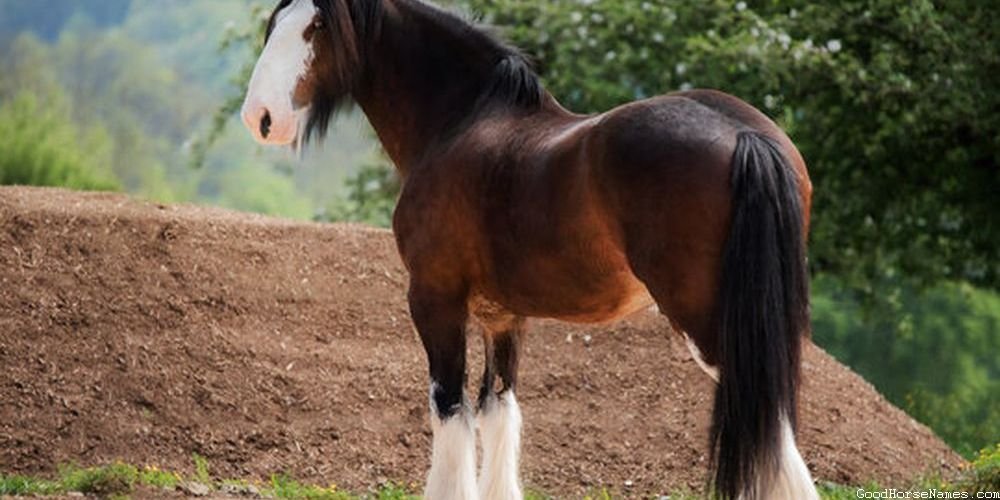 Best Horse