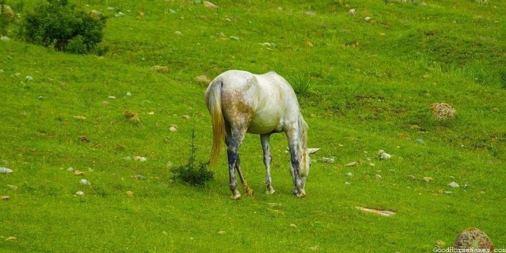 Biblical Horse Ancient Names