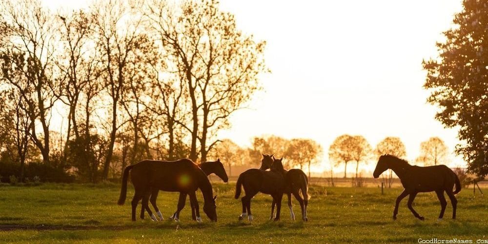 Biblical Horse Mythology Inspired Names