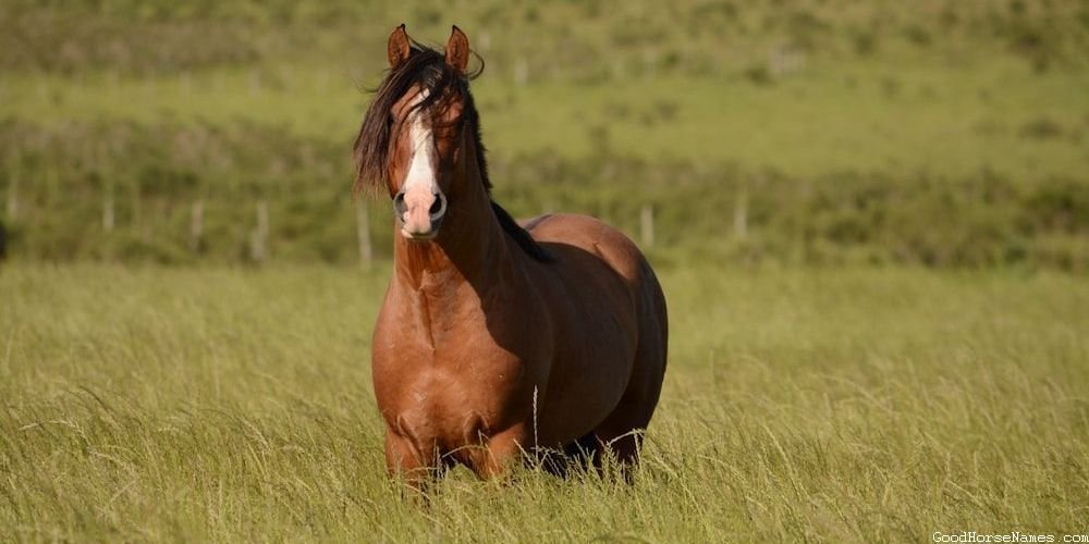 Black and Brown Horse Human Inspired Names