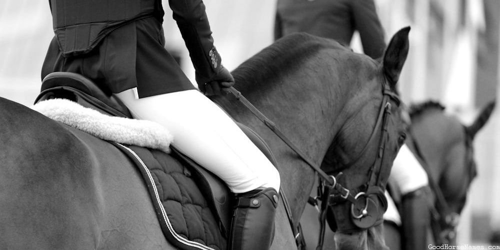 Black and Brown Horse Popular Names