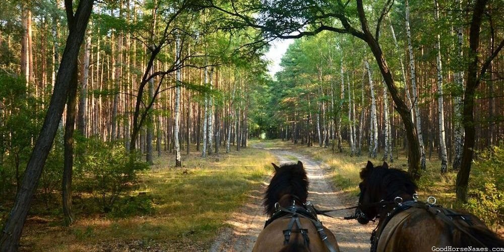 Black and Grey Horse Mythology Inspired Names