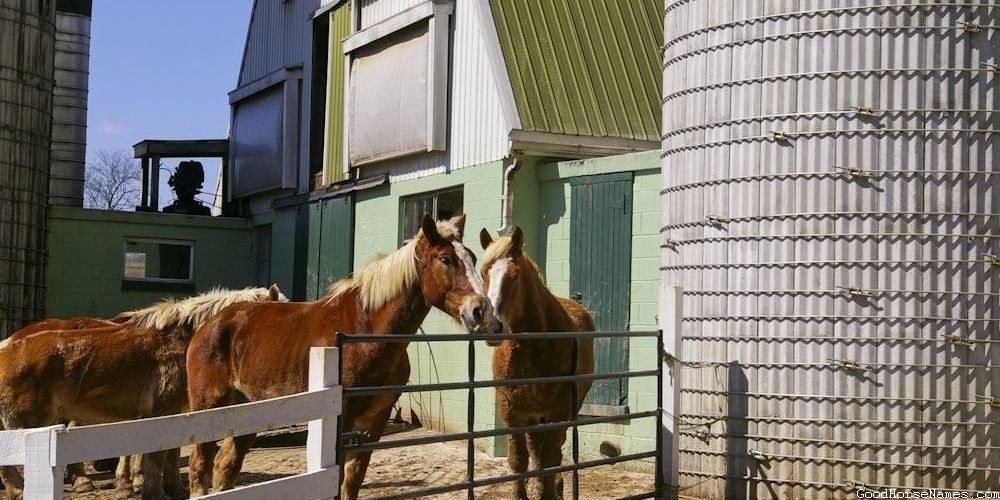 Black and Grey Medieval Names