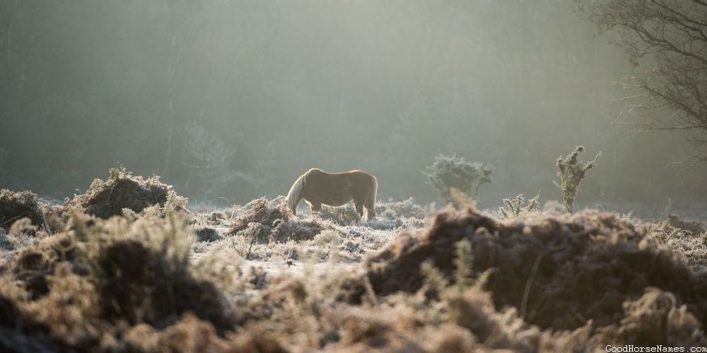 Black and Grey Nature Inspired Horse&nbsp; Names